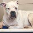 Dog Returned To Shelter Twice Was So Scared He Was Shaking In His Kennel