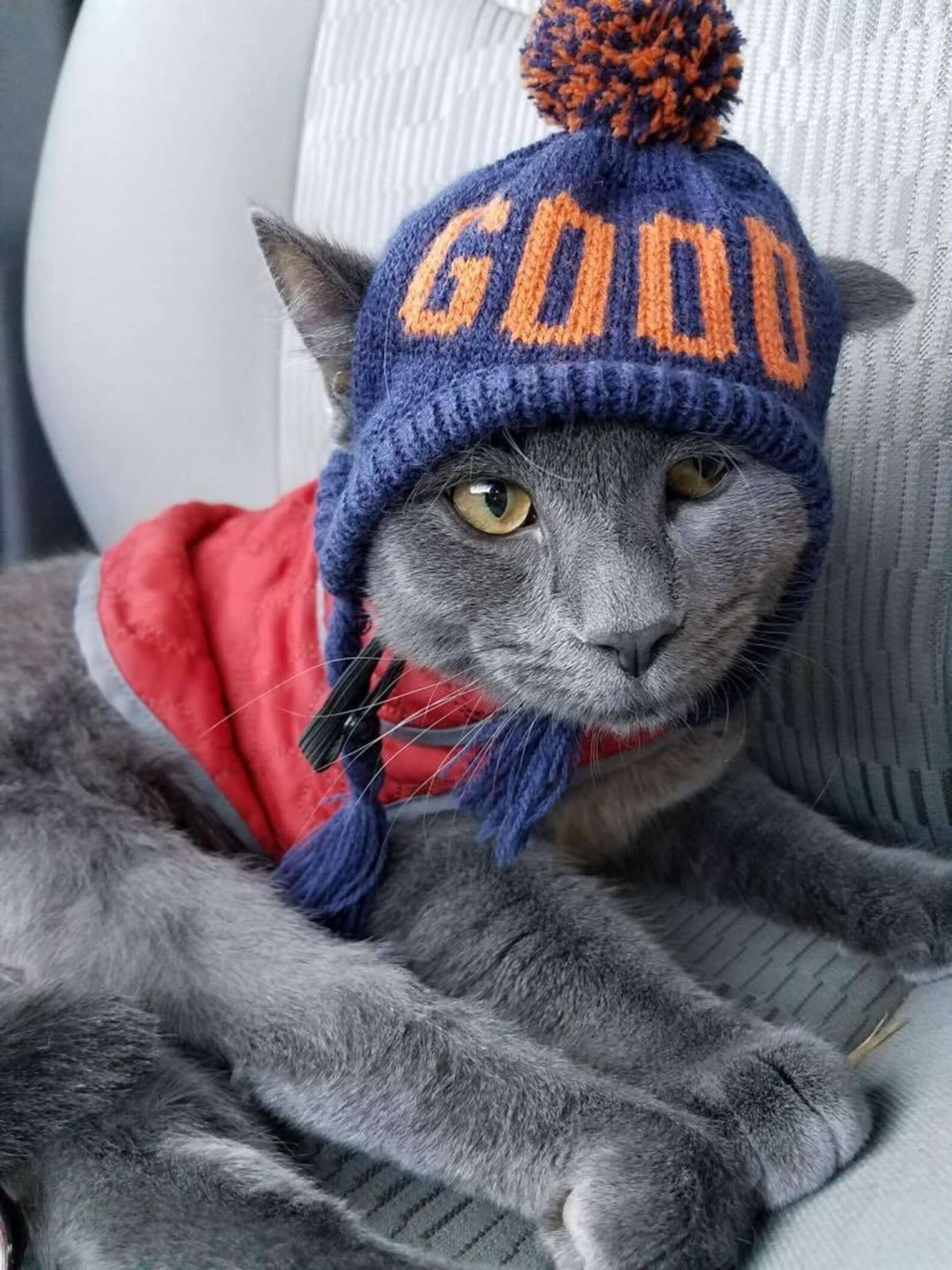 This Cat Wears Hats To Spread The Sweetest Message - The Dodo