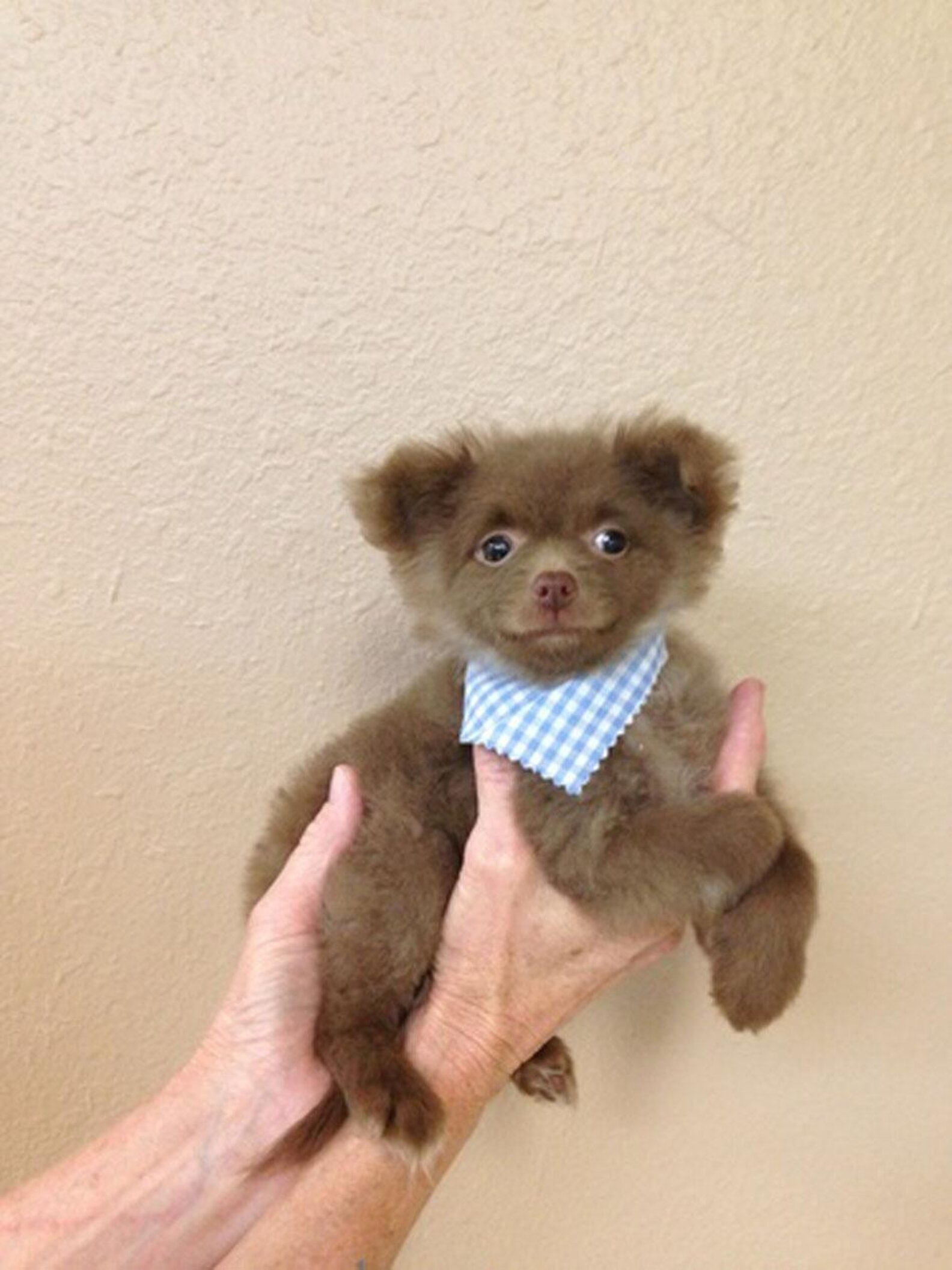 This Rescue Dog Works In An Art Gallery The Dodo