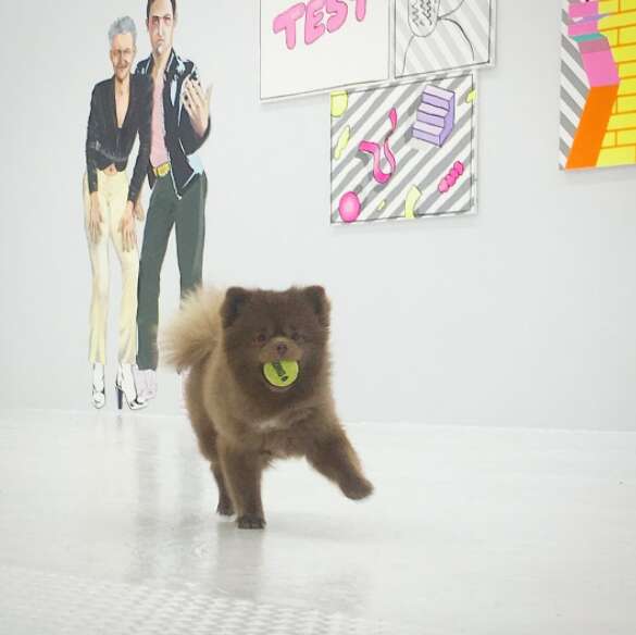 rescue dog works in an art gallery