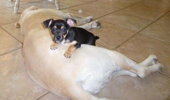 Yellow lab who allows chihuahua to sleep on top of her