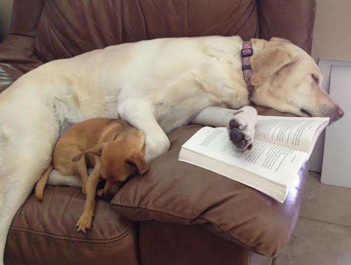 Yellow lab who allows chihuahua to sleep on top of her