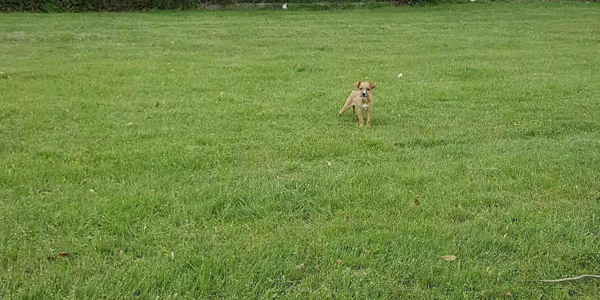 Puppy Dumped In Echo Lake Park In Fort Worth Gets Saved - The Dodo