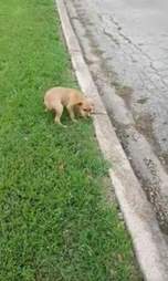 Puppy Dumped In Echo Lake Park In Fort Worth Gets Saved - The Dodo