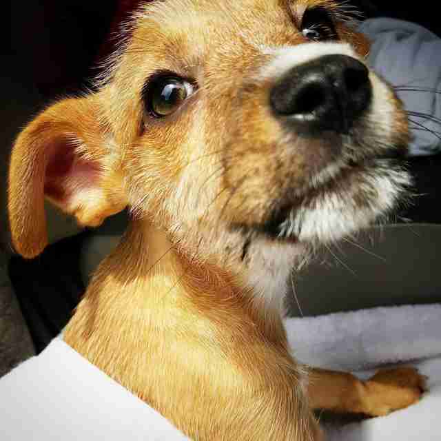 Puppy Dumped In Echo Lake Park In Fort Worth Gets Saved - The Dodo