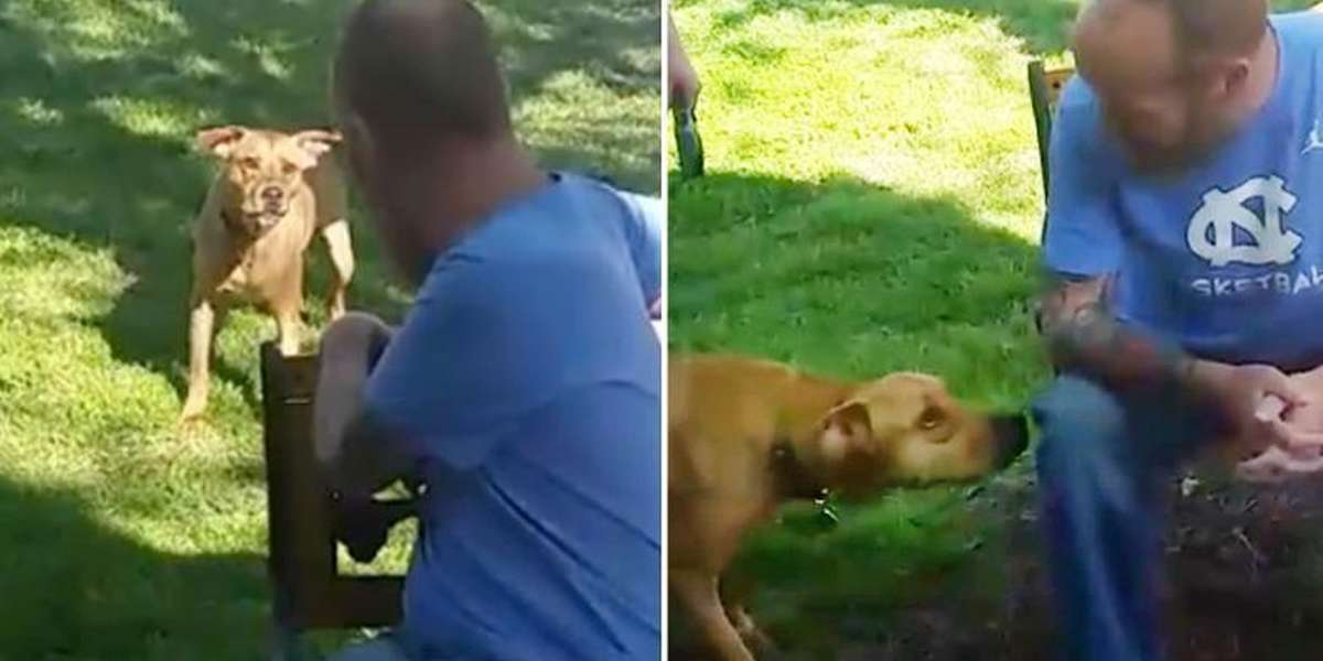 Dog Reuniting With His Dad Can't Believe It's Really Him - The Dodo