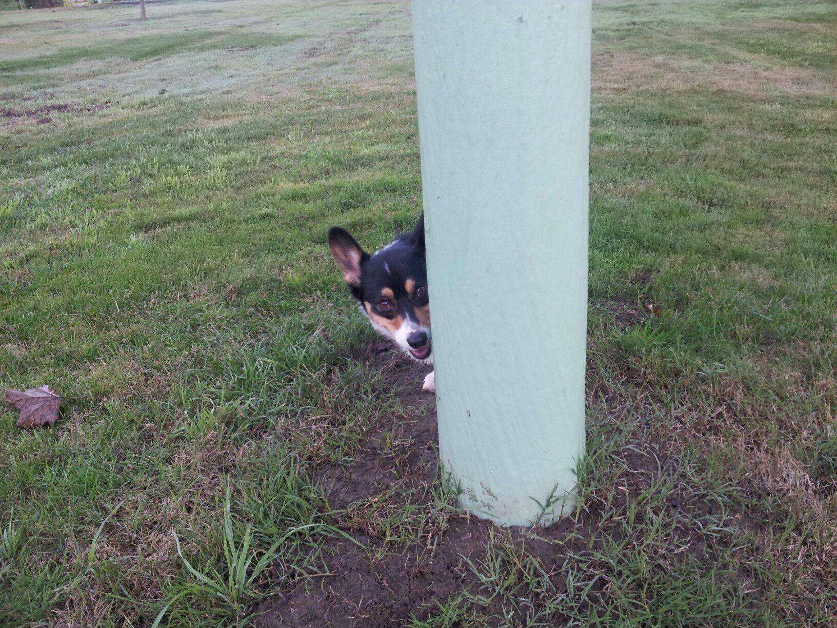 corgi is an expert at hide and seek