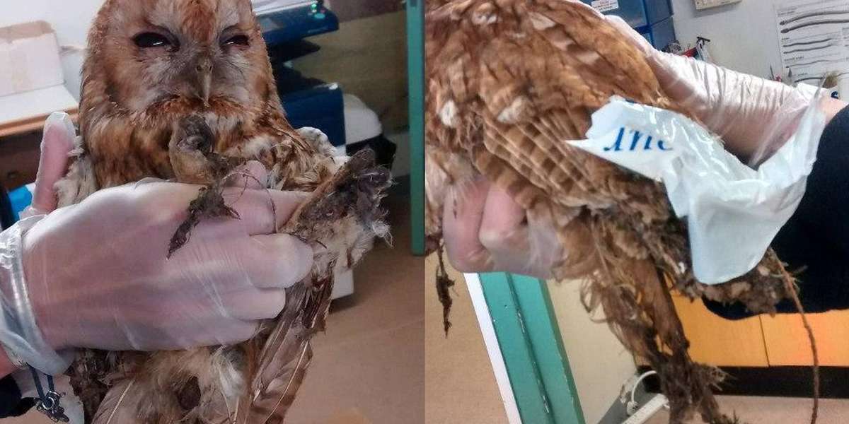 Owls Are Getting Stuck In Glue Traps For Rats The Dodo