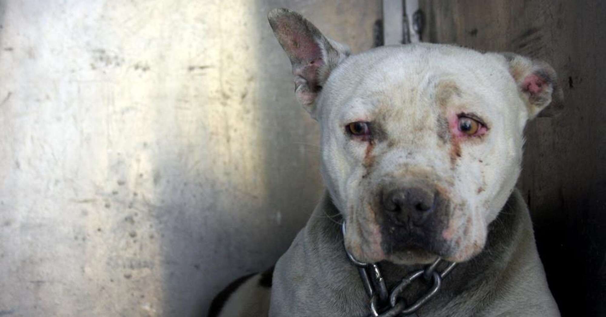 Is It Illegal To Have A Dog Chained Up In California