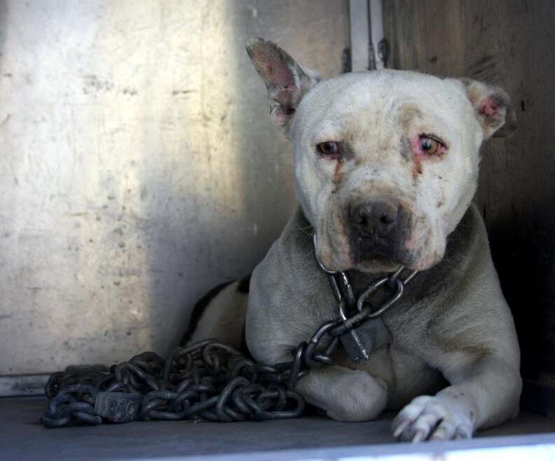 Dog tethered with a heavy chain