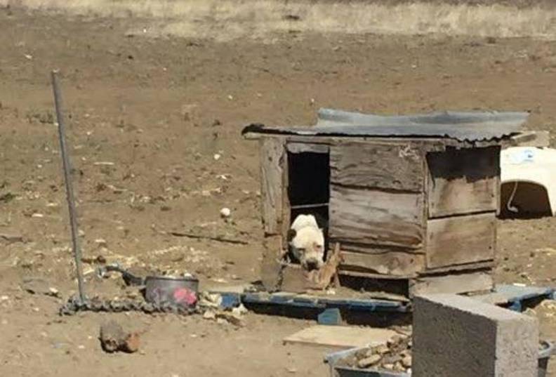 Chained Dog Is Rescued In New Mexico - The Dodo