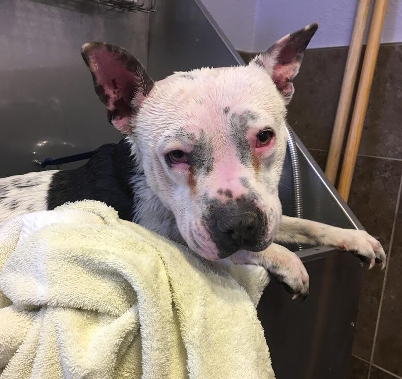 Dog who was rescued from neglect