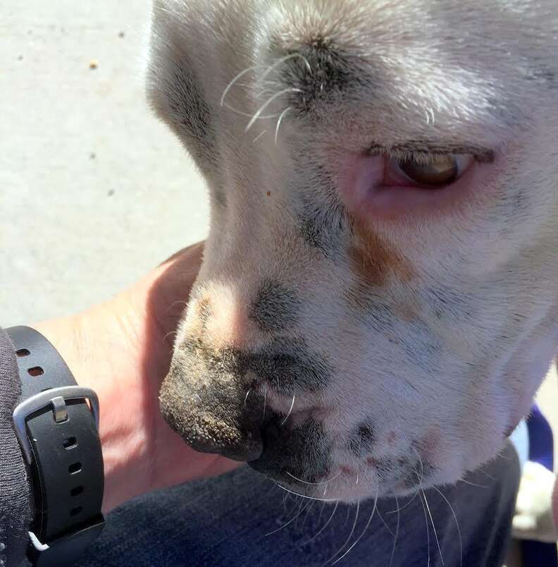 Dog who was rescued from neglect