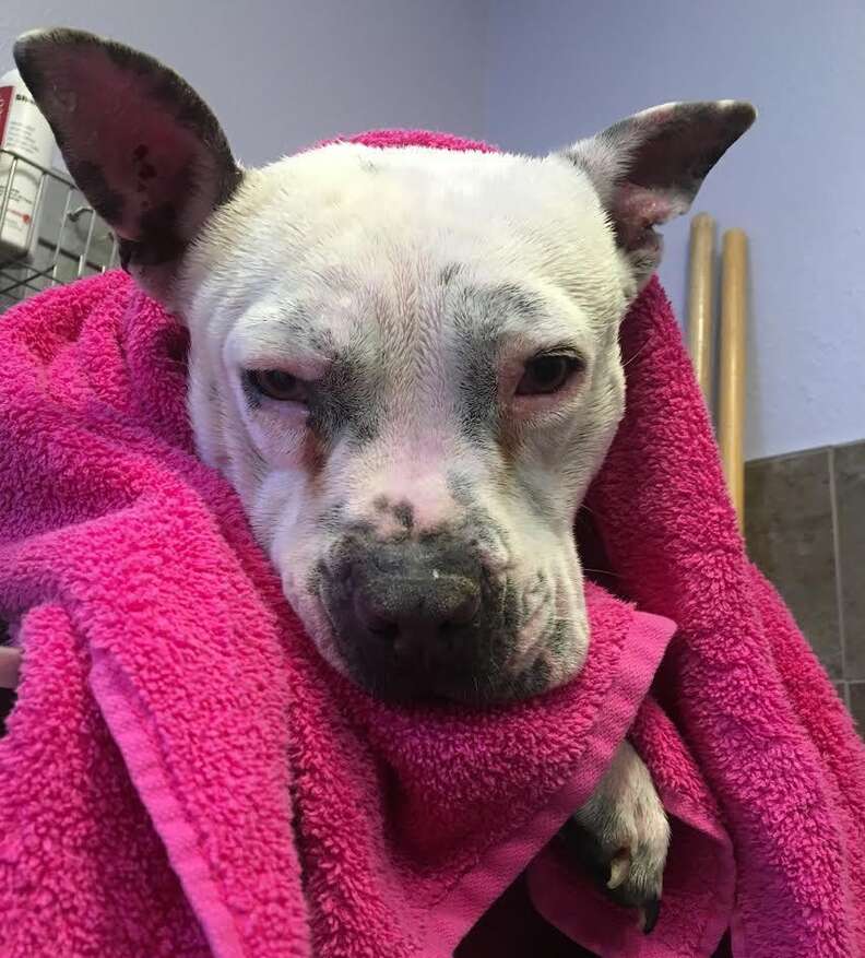 Dog who was rescued from neglect