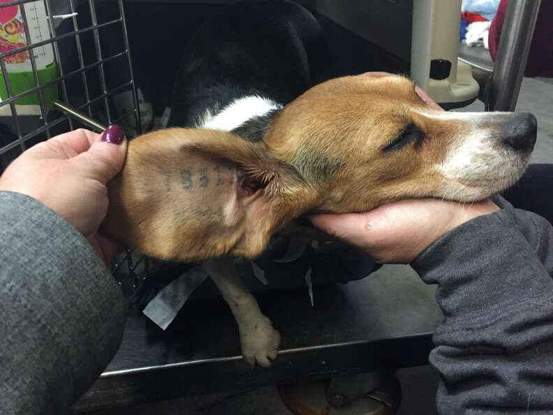 Beagle puppy rescued from research lab