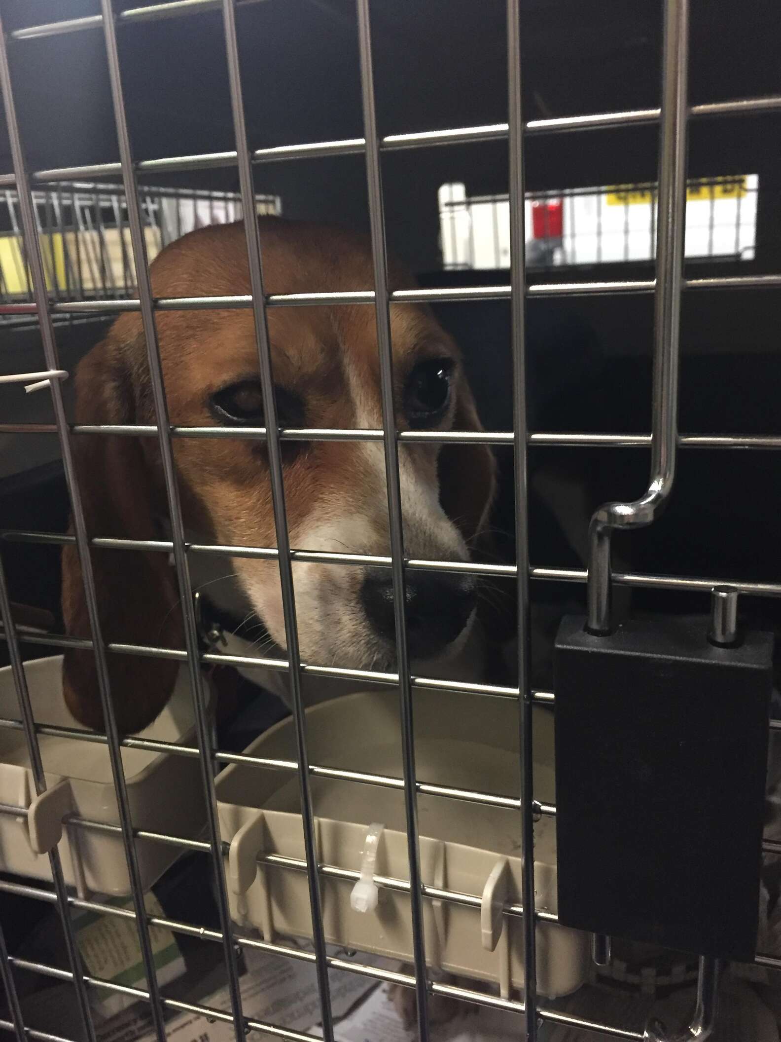 Beagle Rescued From Animal Testing Facility - The Dodo