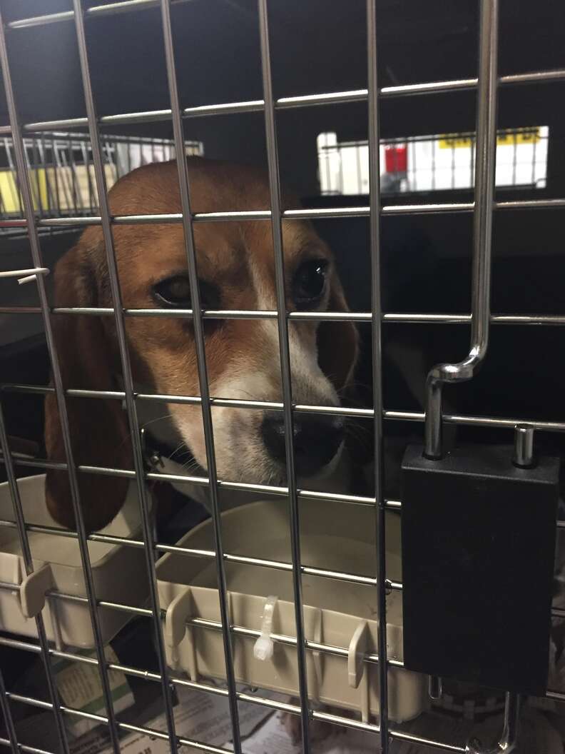 Beagle puppy rescued from research lab
