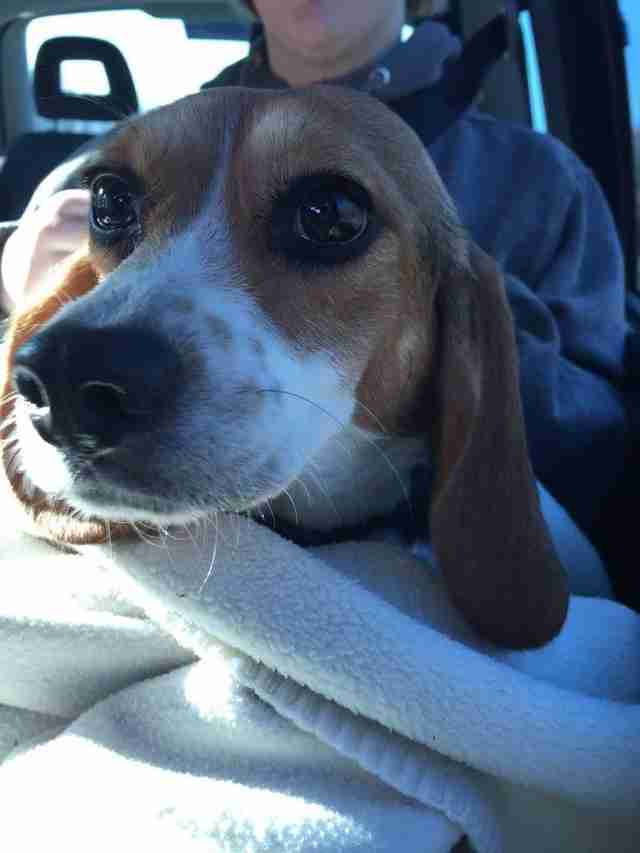 Beagle Rescued From Animal Testing Facility - The Dodo