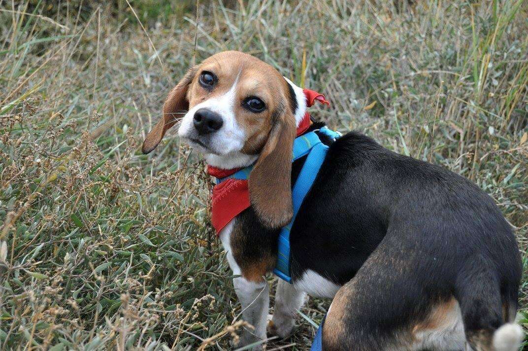 Beagle puppy rescued from research lab