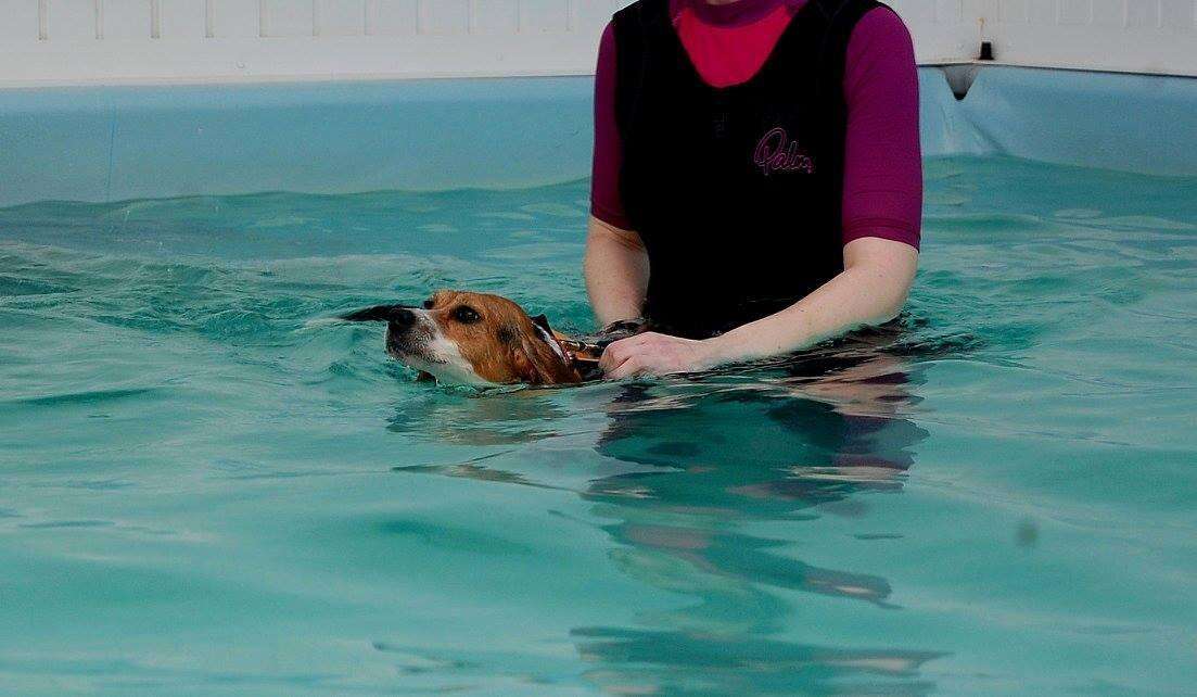 Beagle puppy rescued from research lab