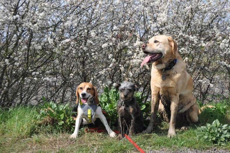 A rescue beagle and her two dog friends
