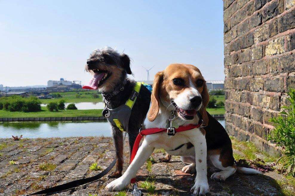 A rescue beagle and her terrier friend