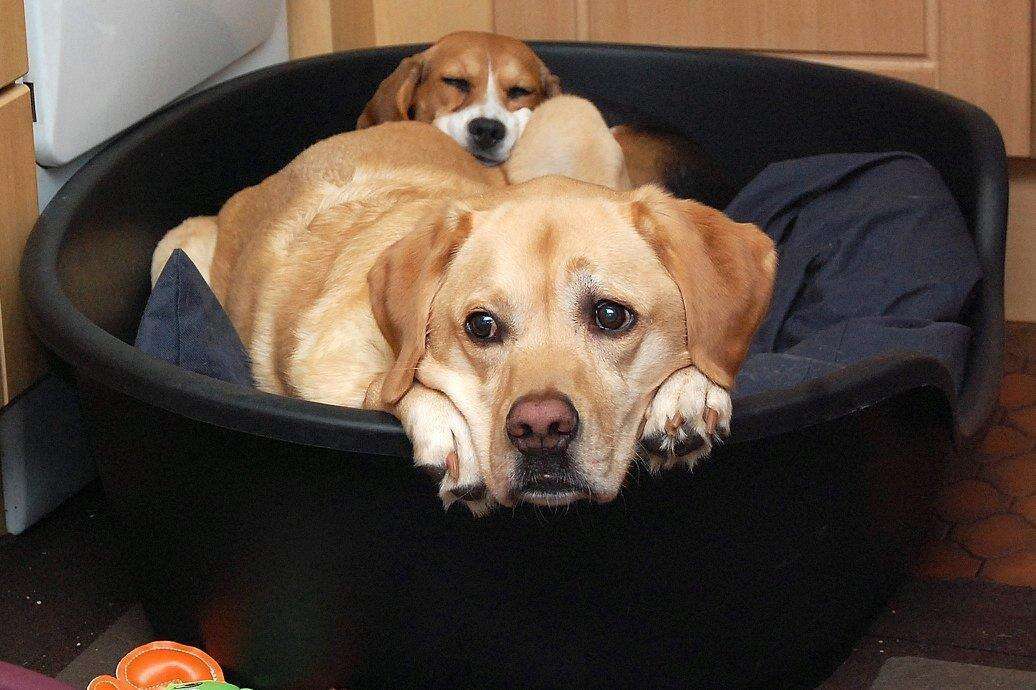 A rescue beagle with her Labrador friend
