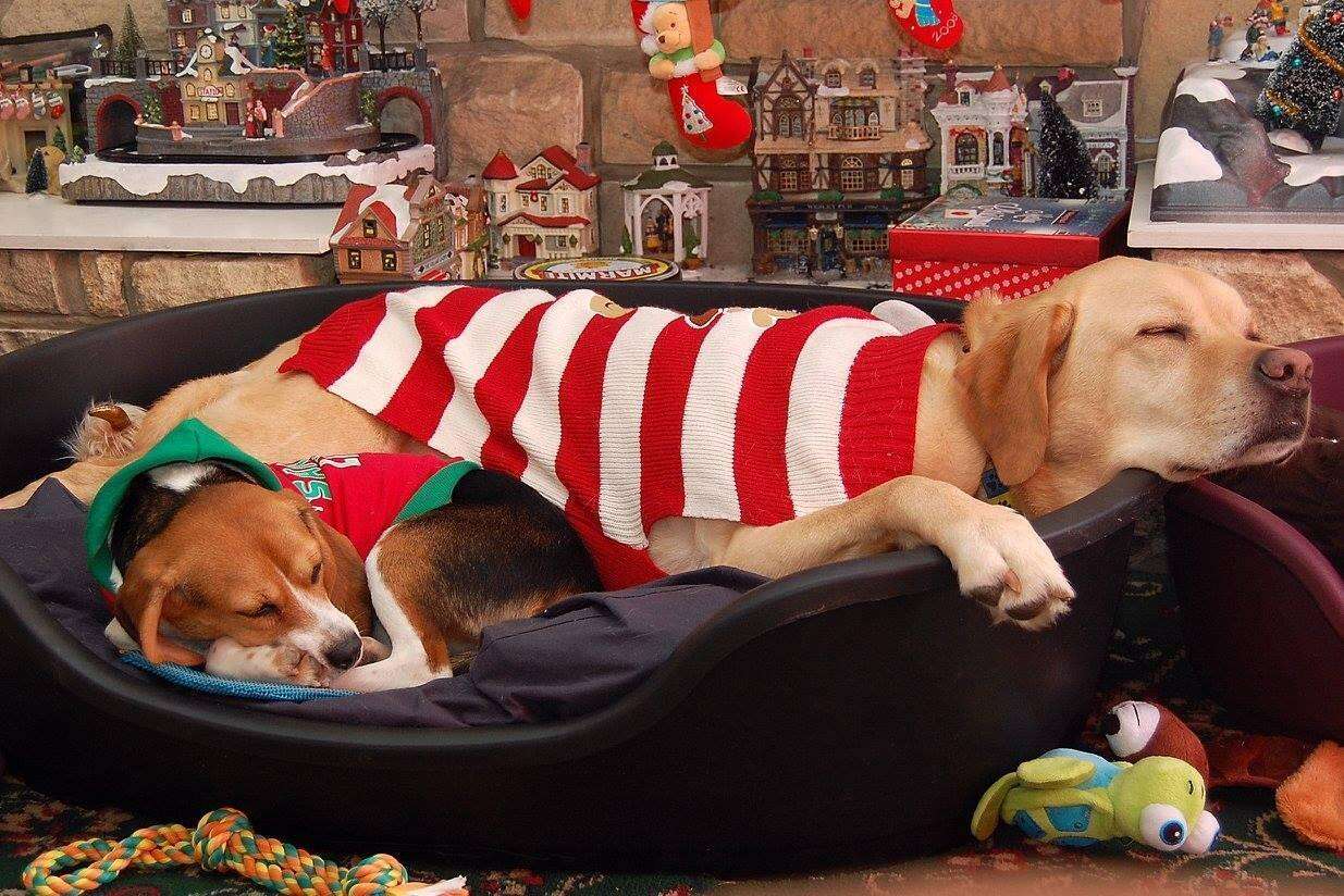 A rescue beagle with her Labrador friend
