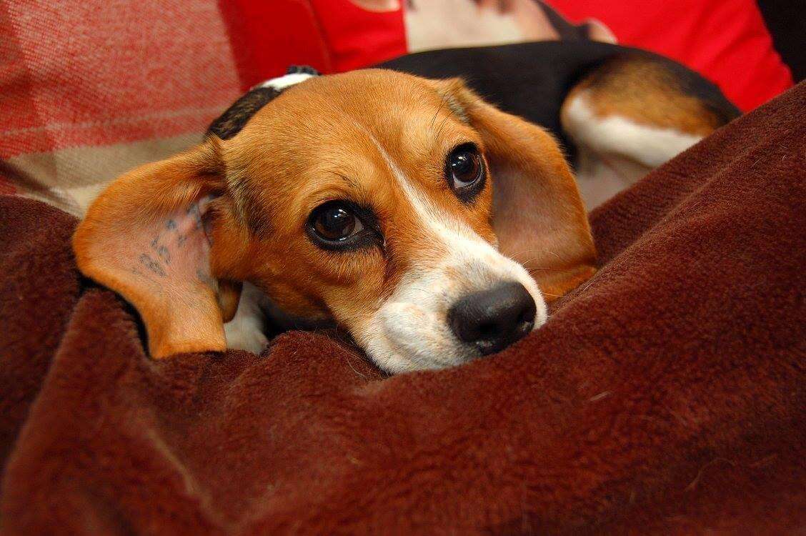 Beagle puppy rescued from research lab