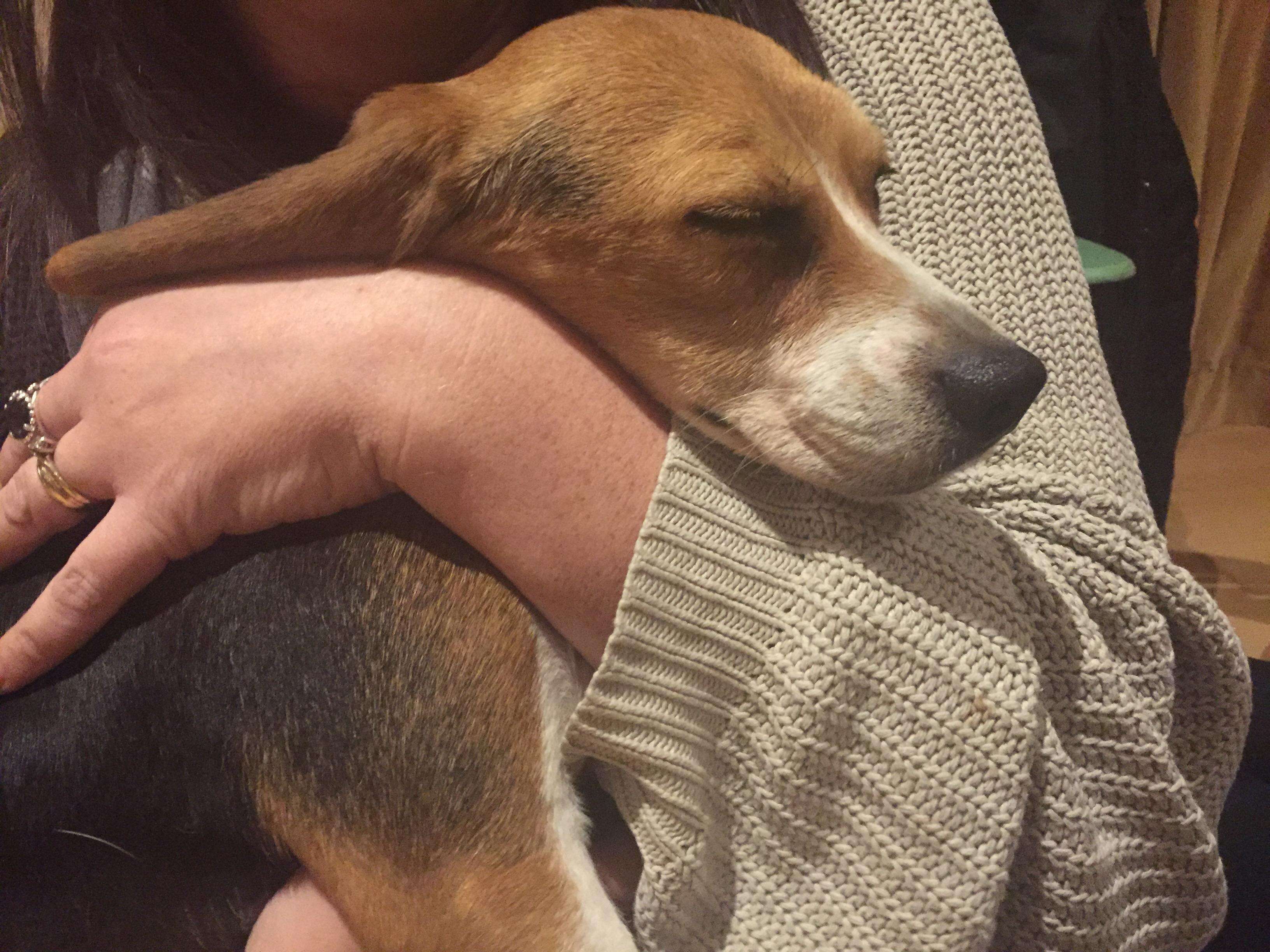 Beagle puppy rescued from research lab