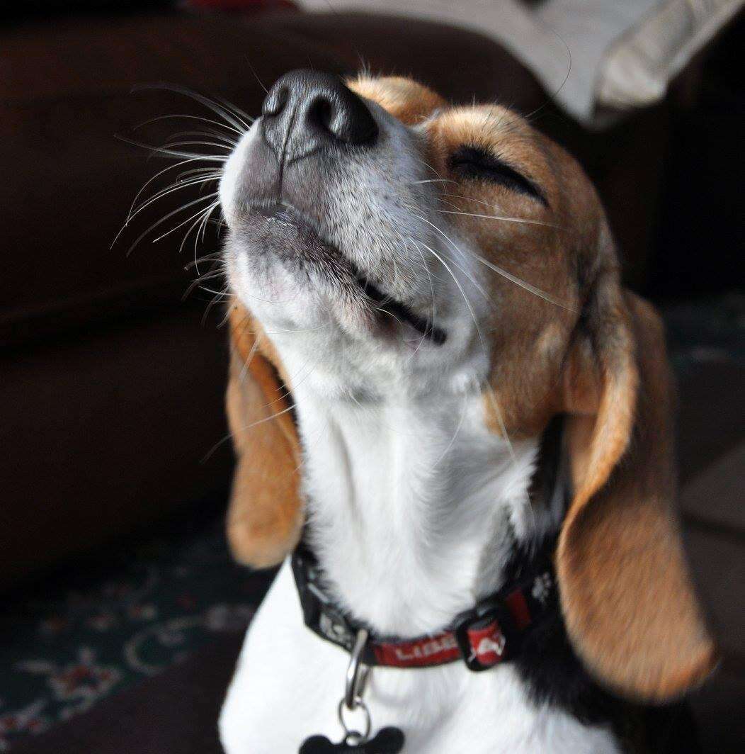 Beagle puppy rescued from research lab