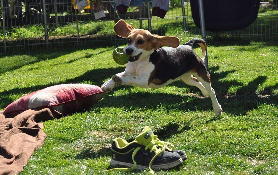 Beagle puppy rescued from research lab