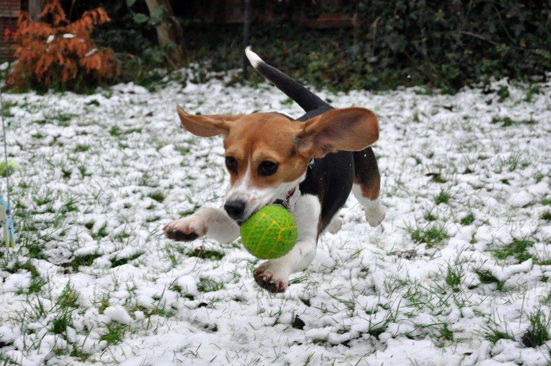 Beagle puppy rescued from research lab