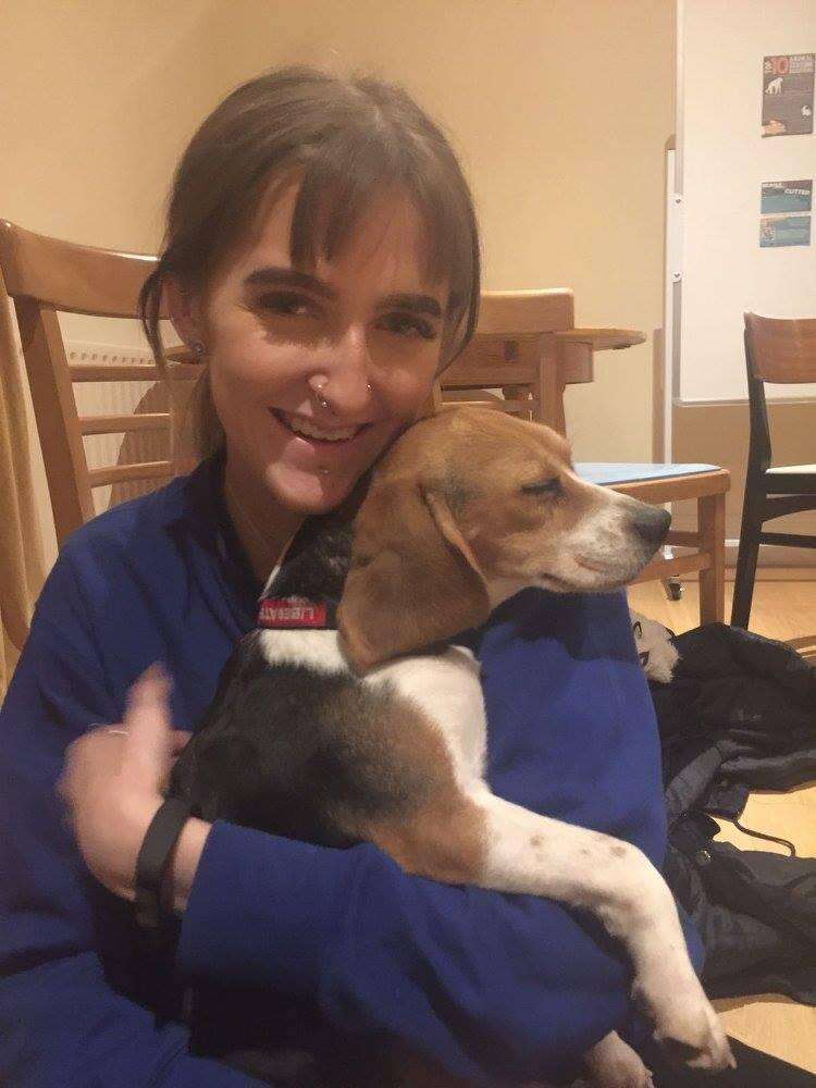 Beagle puppy rescued from research lab