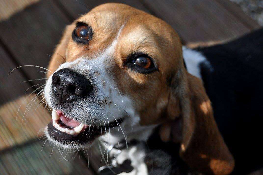 Beagle puppy rescued from research lab