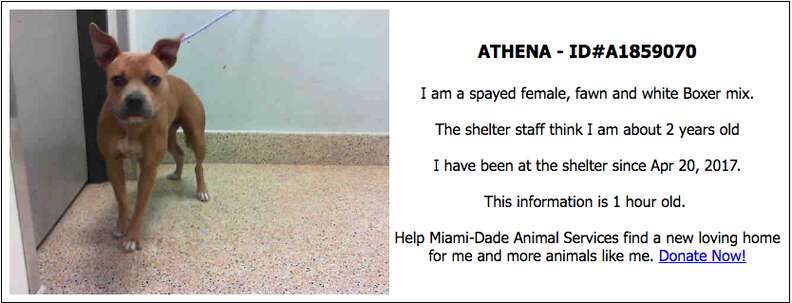 Petharbor 2024 near me