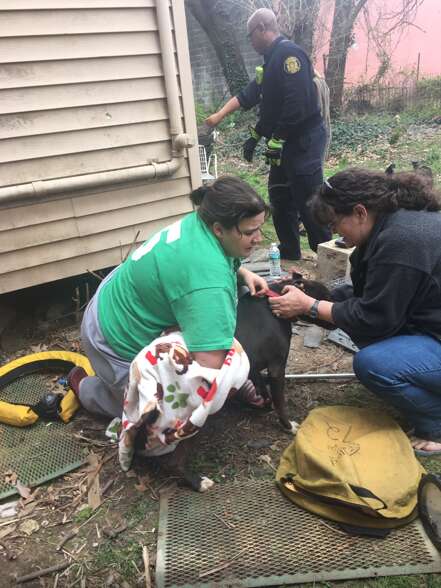 Pit Bull Falls 30 Feet Into An Abandoned Well Under Her House