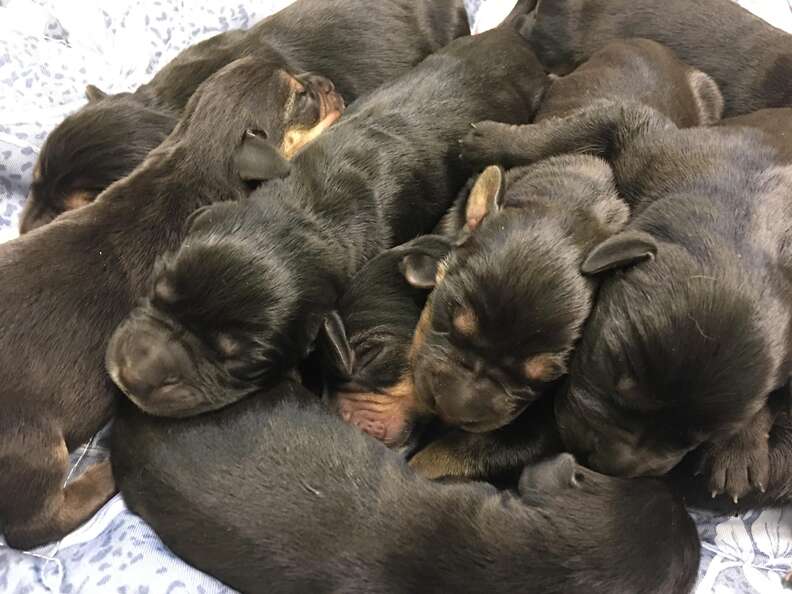 9 puppies found abandoned