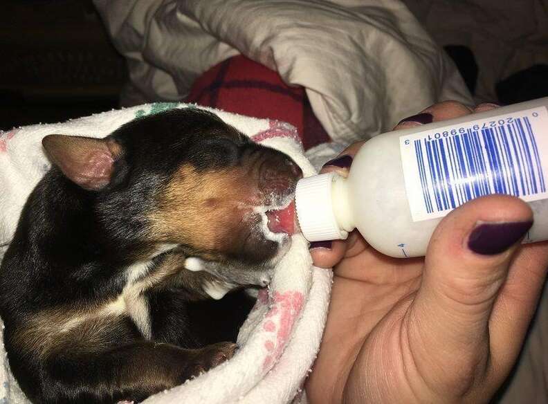 9 puppies found abandoned