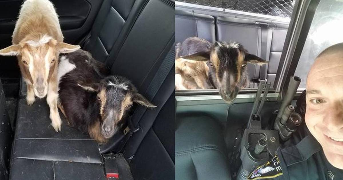 Pygmy Goats Angling to Take Dog's Place as 'Man's Best Friend