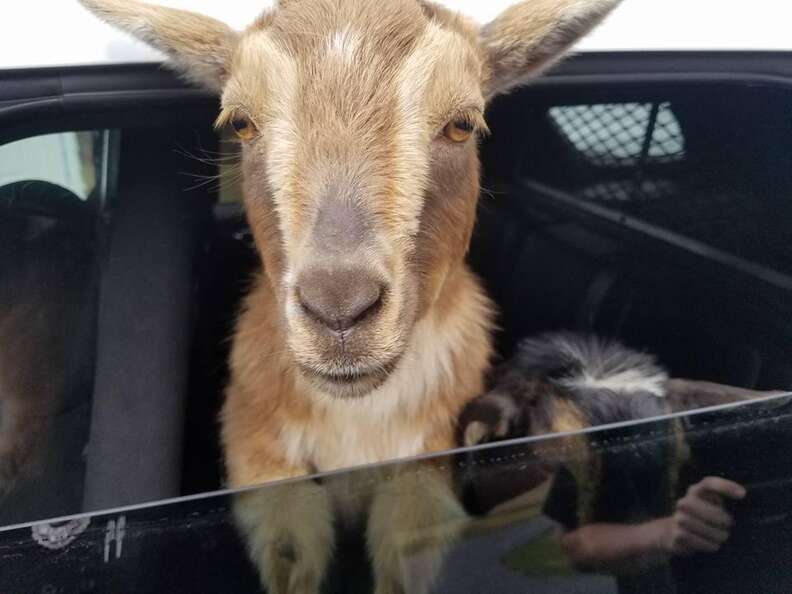 Police pick up goats in car
