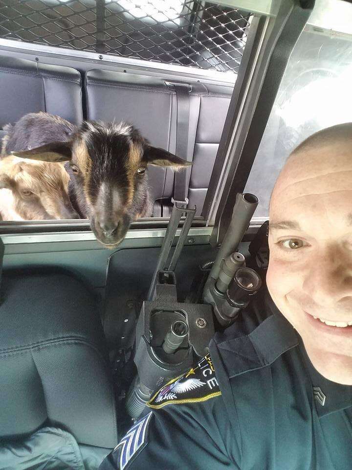 Police pick up goats in car