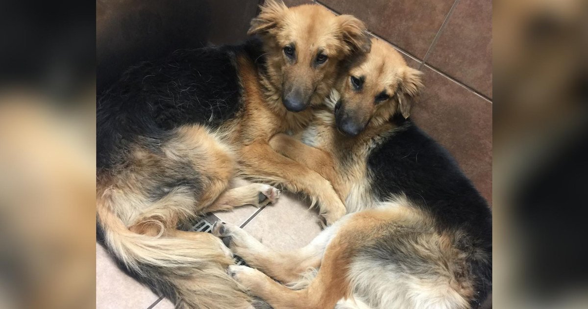 Bonded Dogs Surrendered To Shelter Need Forever Home The Dodo