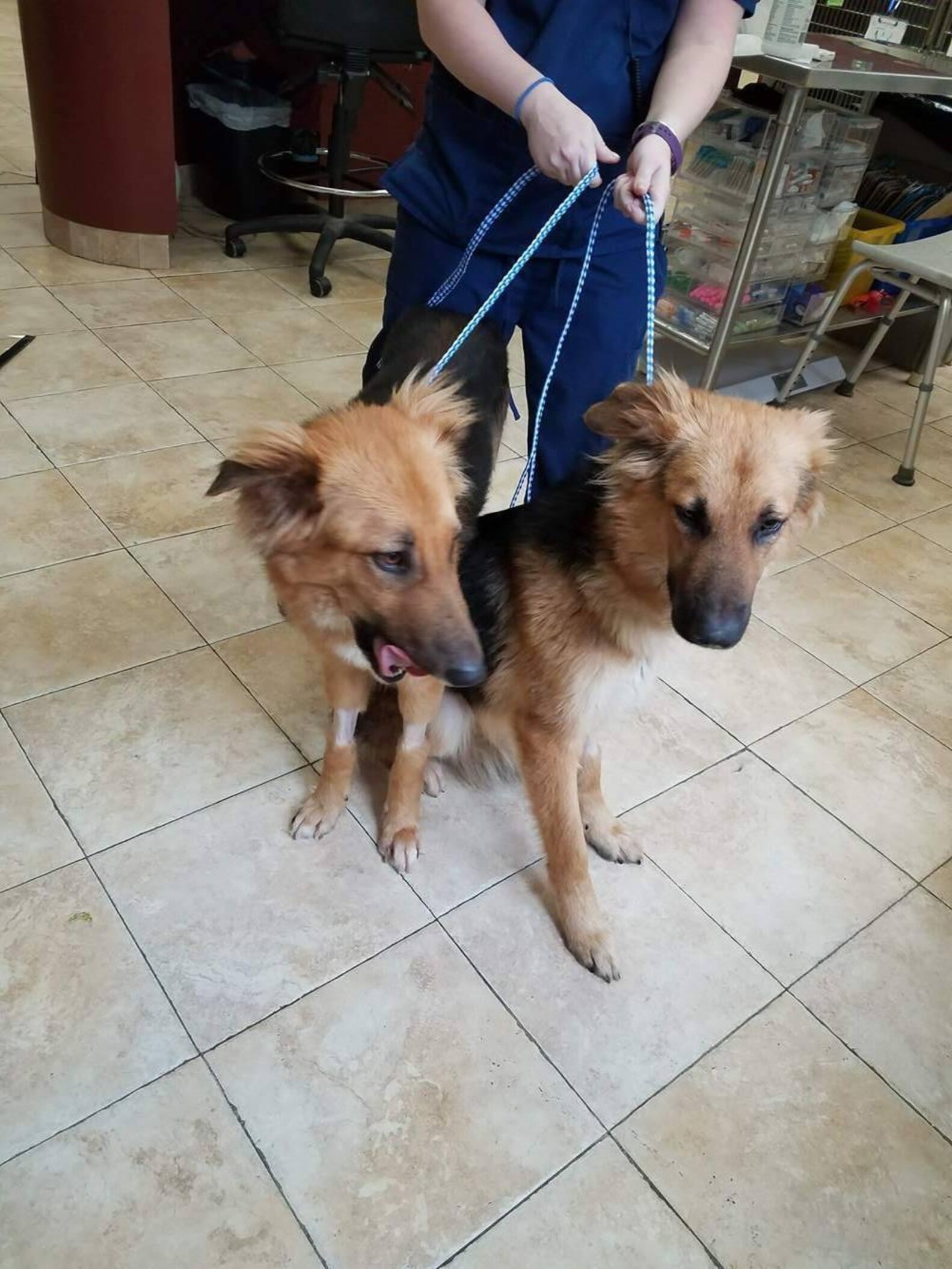 Bonded Dogs Surrendered To Shelter Need Forever Home The Dodo