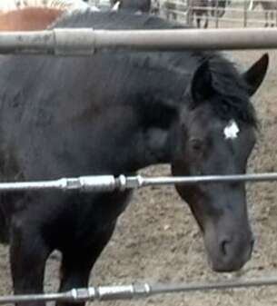 Horse who was sent from Canada to Japan to be slaughtered