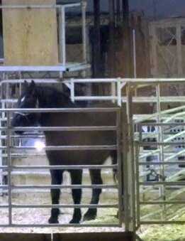 Horse in holding pen during export to Japan