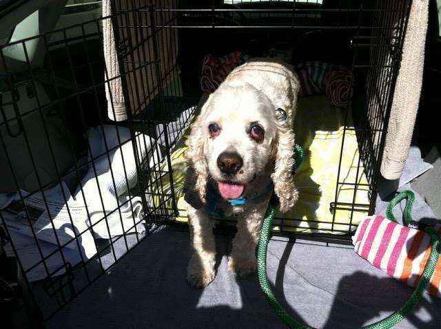 20 year old dog dumped at shelter
