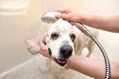 20 year old dog dumped at shelter