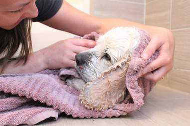 20 year old dog dumped at shelter