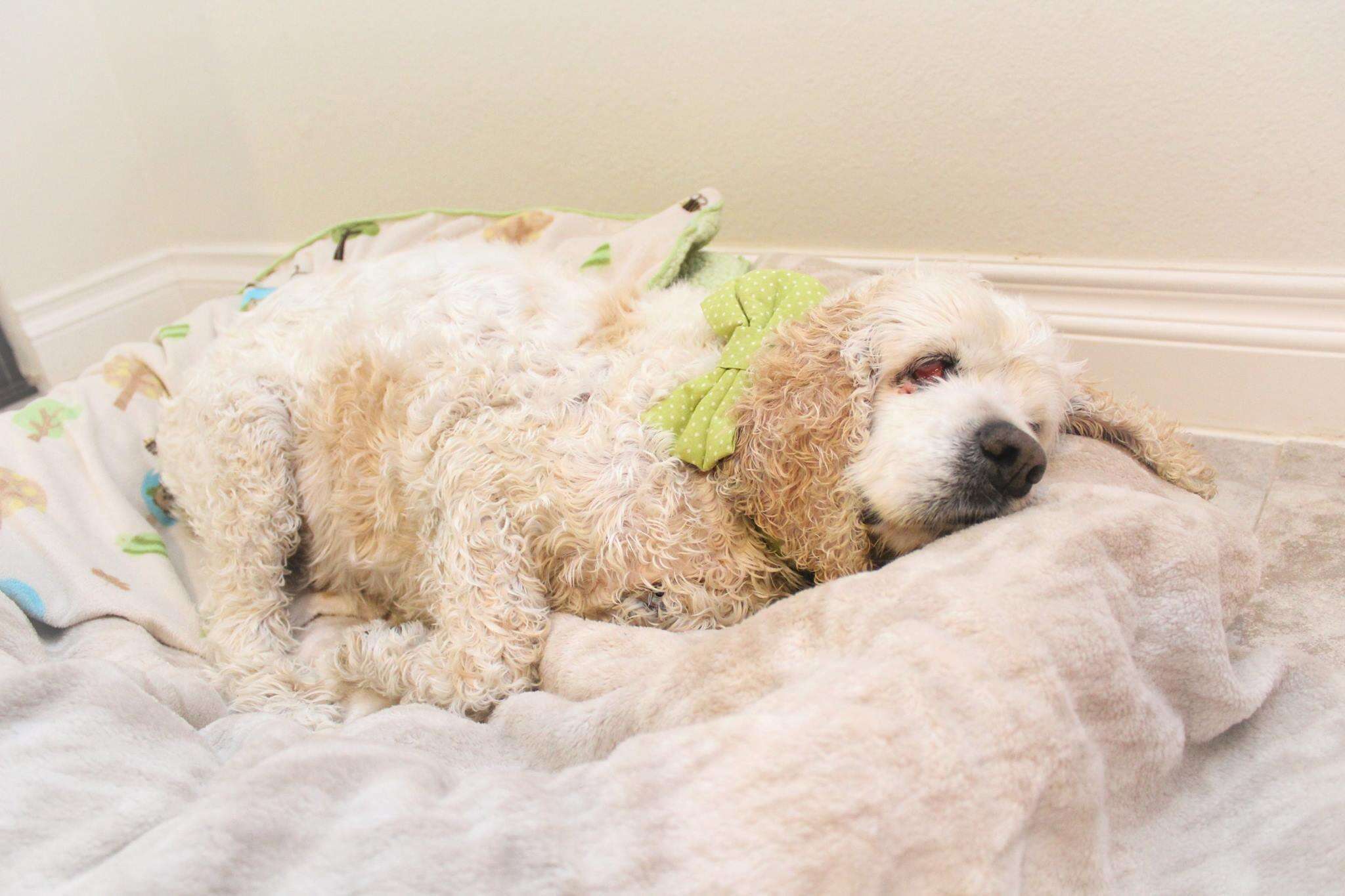 20 year old dog dumped at shelter